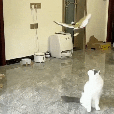 Brinquedo Passaro Elétrico de Teto - FurFriendes
