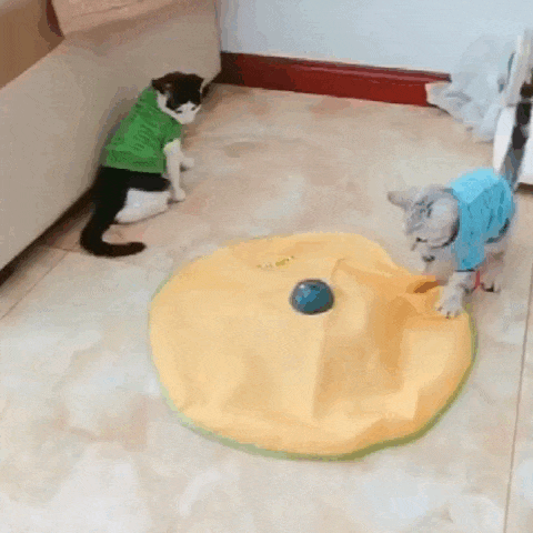 Tapete Mágico para Pets - NiliPets