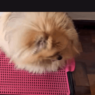 Sanitário Pet - FurFriends
