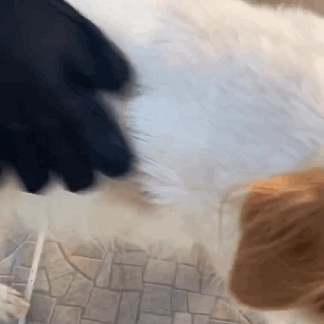 Luva de Silicone Removedora de Pelos - PetFriends