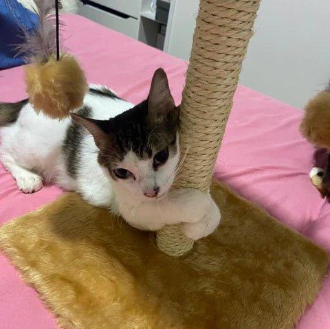 Arranhador de gato - Fur Friends - NiliPets