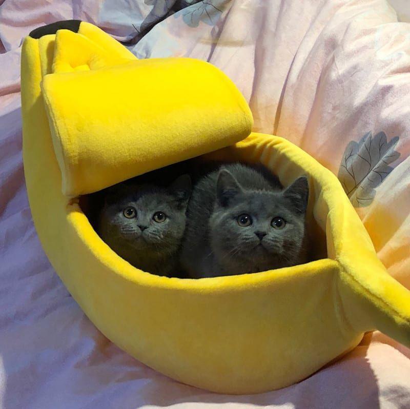 Caminha Pets em Formato de Banana - Pet Style - NiliPets
