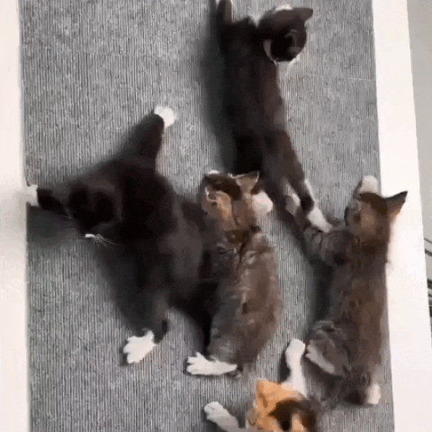 Carpete Adesivo Protetor - Fur Friends - NiliPets