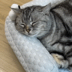 Tapete Respirável - Pet Style - NiliPets