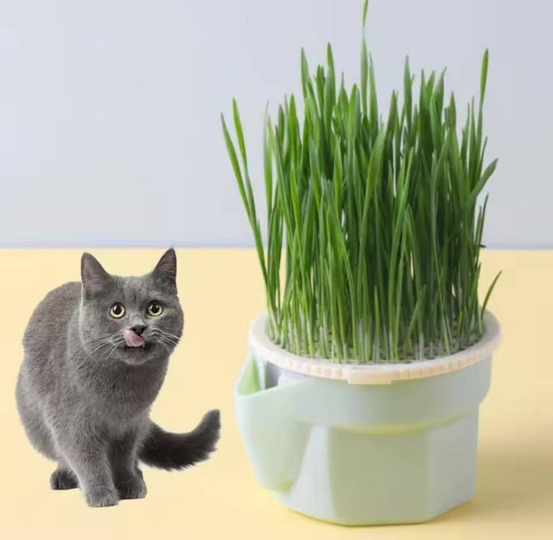 Vaso de Planta para Gatos - Fur Friends - NiliPets