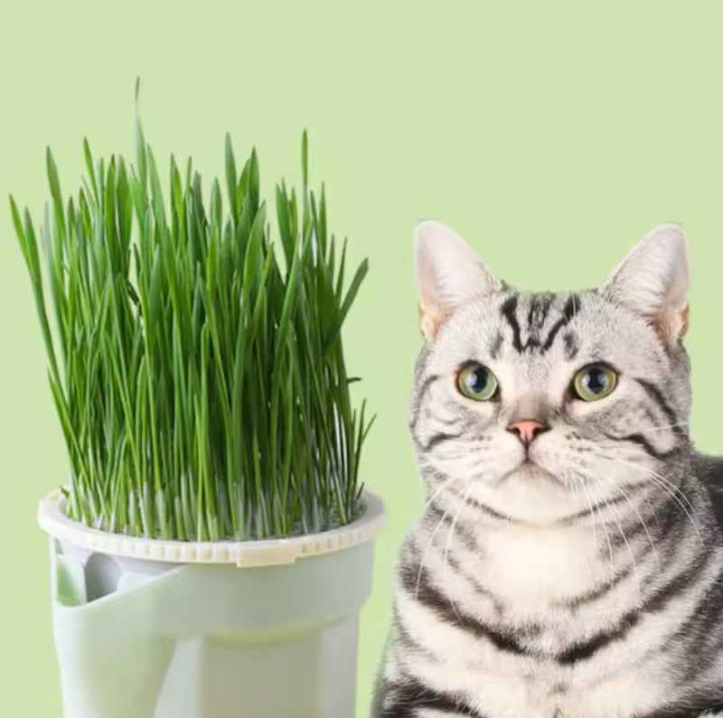 Vaso de Planta para Gatos - Fur Friends - NiliPets