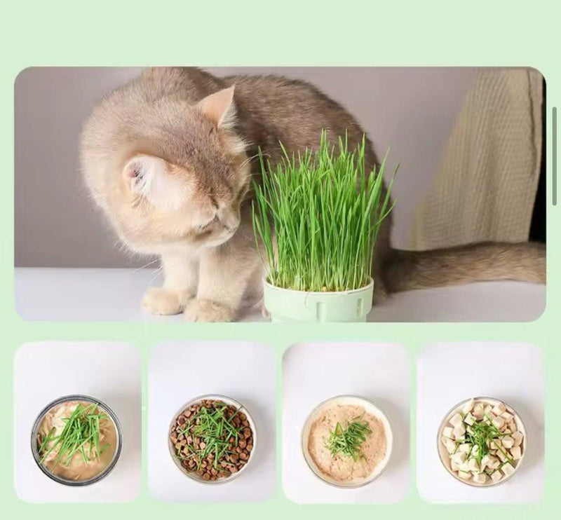 Vaso de Planta para Gatos - Fur Friends - NiliPets